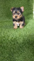 Leo, a male Yorkshire Terrier for sale in Smithfield, NC – Photo 9 of 9