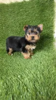 Leo, a male Yorkshire Terrier for sale in Smithfield, NC – Photo 7 of 9