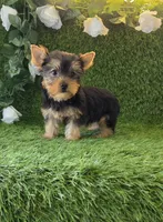 Lua , a female Yorkshire Terrier for sale in Smithfield, NC – 8 of 8