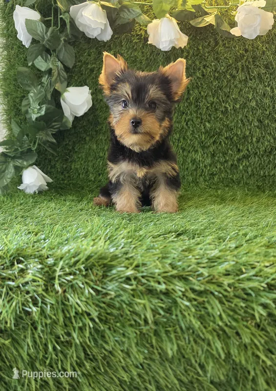 Axel – Yorkshire Terrier puppy for sale in Smithfield, NC