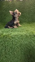 Leo, a male Yorkshire Terrier for sale in Smithfield, NC – 6 of 8