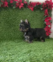 Bruno , a male Yorkshire Terrier for sale in Smithfield, NC – 6 of 8