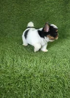 Jasper, a male Yorkshire Terrier for sale in Smithfield, NC – 6 of 7