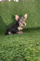 Leo, a male Yorkshire Terrier for sale in Smithfield, NC – 7 of 8