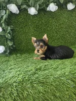 Axel, a male Yorkshire Terrier for sale in Smithfield, NC – 7 of 8