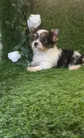 Jasper, a male Yorkshire Terrier for sale in Smithfield, NC – 3 of 7