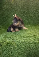 Leo, a male Yorkshire Terrier for sale in Smithfield, NC – 3 of 8