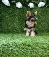 Nash, a male Yorkshire Terrier for sale in Smithfield, NC – 4 of 10
