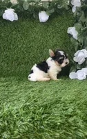 Linda , a female Yorkshire Terrier for sale in Smithfield, NC – 4 of 9
