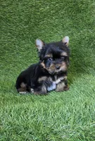 Marlon , a male Yorkshire Terrier for sale in Smithfield, NC – 4 of 7