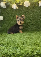 Lili , a female Yorkshire Terrier for sale in Smithfield, NC – 7 of 8
