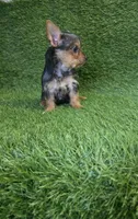 Leo, a male Yorkshire Terrier for sale in Smithfield, NC – 6 of 8