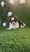 Jasper, a male Yorkshire Terrier for sale in Smithfield, NC – 6 of 7
