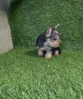 Lola, a female Yorkshire Terrier for sale in Smithfield, NC – 4 of 8