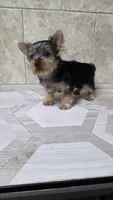 Bruno , a male Yorkshire Terrier for sale in Smithfield, NC – 3 of 6