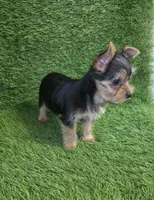 Lua , a female Yorkshire Terrier for sale in Smithfield, NC – Photo 5 of 9