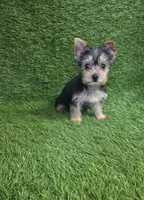 Lua , a female Yorkshire Terrier for sale in Smithfield, NC – Photo 9 of 9