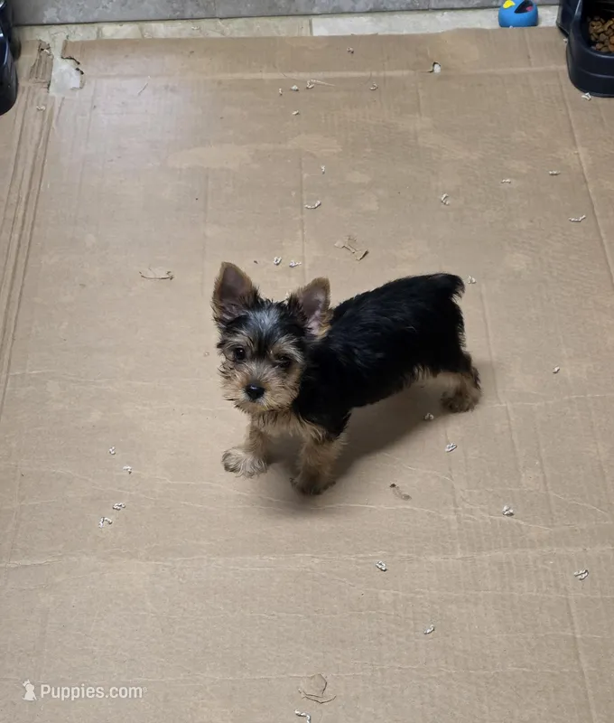 Lua  – Yorkshire Terrier puppy for sale in Smithfield, NC