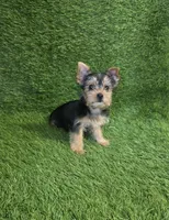 Lua , a female Yorkshire Terrier for sale in Smithfield, NC – Photo 2 of 9