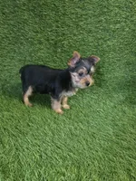 Lua , a female Yorkshire Terrier for sale in Smithfield, NC – Photo 3 of 9