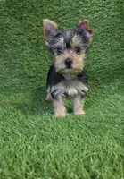 Lua , a female Yorkshire Terrier for sale in Smithfield, NC – Photo 8 of 9
