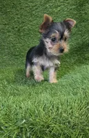 Lua , a female Yorkshire Terrier for sale in Smithfield, NC – Photo 7 of 9