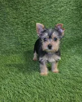 Lua , a female Yorkshire Terrier for sale in Smithfield, NC – Photo 6 of 9