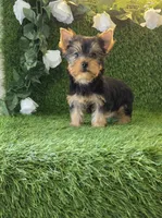 Lua , a female Yorkshire Terrier for sale in Smithfield, NC – 7 of 8