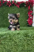 Milan , a male Yorkshire Terrier for sale in Smithfield, NC – 6 of 8