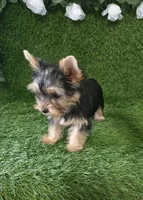 Nash, a male Yorkshire Terrier for sale in Smithfield, NC – 7 of 10