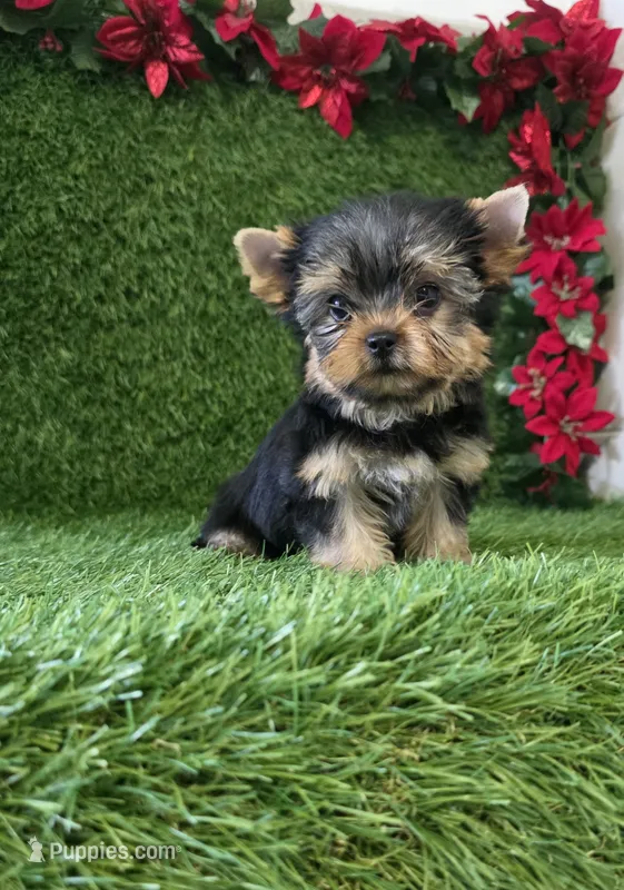 Milan  – Yorkshire Terrier puppy for sale in Smithfield, NC