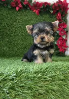 Milan , a male Yorkshire Terrier for sale in Smithfield, NC – 1 of 8