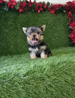 Milan , a male Yorkshire Terrier for sale in Smithfield, NC – 2 of 8