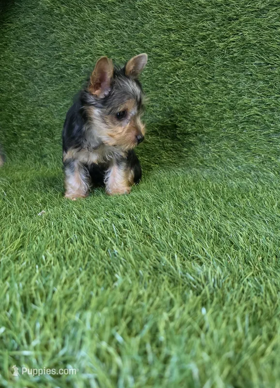 Lola, a female Yorkshire Terrier for sale in Smithfield, NC – 1 of 8