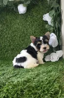Linda , a female Yorkshire Terrier for sale in Smithfield, NC – 8 of 9