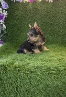 Leo, a male Yorkshire Terrier for sale in Smithfield, NC – 4 of 8