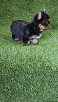 Marlon , a male Yorkshire Terrier for sale in Smithfield, NC – 5 of 7