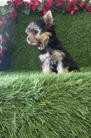 Milan , a male Yorkshire Terrier for sale in Smithfield, NC – 3 of 8