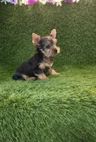 Leo, a male Yorkshire Terrier for sale in Smithfield, NC – 8 of 8