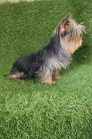 Nico, a male Yorkshire Terrier for sale in Smithfield, NC – Photo 6 of 7