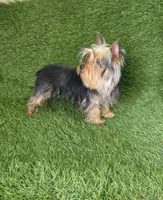 Nico, a male Yorkshire Terrier for sale in Smithfield, NC – Photo 4 of 7