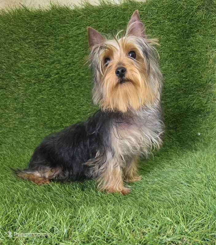 Nico, a male Yorkshire Terrier for sale in Smithfield, NC – Photo 1 of 7