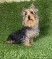 Nico, a male Yorkshire Terrier for sale in Smithfield, NC – Photo 1 of 7