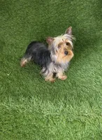 Nico, a male Yorkshire Terrier for sale in Smithfield, NC – Photo 7 of 7