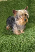 Nico, a male Yorkshire Terrier for sale in Smithfield, NC – Photo 2 of 7