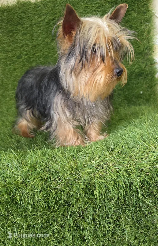 Nico – Yorkshire Terrier puppy for sale in Smithfield, NC