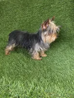 Nico, a male Yorkshire Terrier for sale in Smithfield, NC – Photo 5 of 7