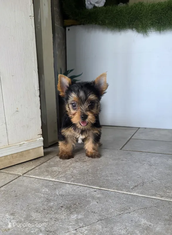 Axel – Yorkshire Terrier puppy for sale in Smithfield, NC