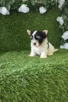 Linda , a female Yorkshire Terrier for sale in Smithfield, NC – 9 of 9