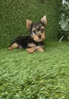 Axel, a male Yorkshire Terrier for sale in Smithfield, NC – 10 of 10
